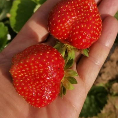 Земляника Анабель