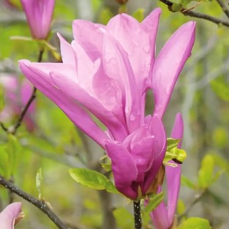 Магнолия гибридная Бетти в тубе