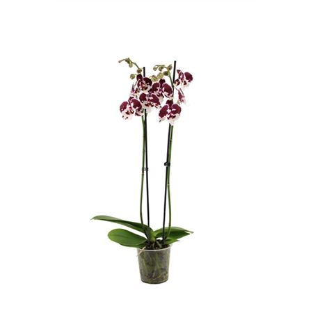 Phal 2st Bambi (vg)