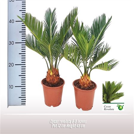 Cycas Revoluta 9+