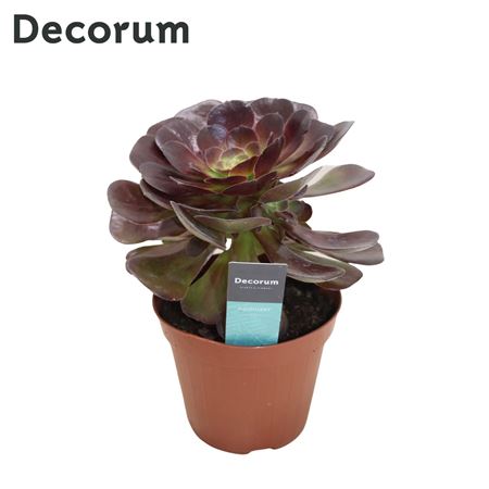 Aeonium Bushing Beauty (decorum) Decorum+steker