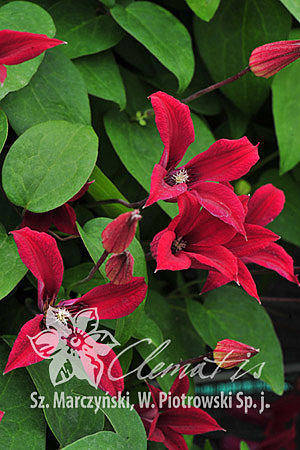 Клематис техасский Гравети Бьюти