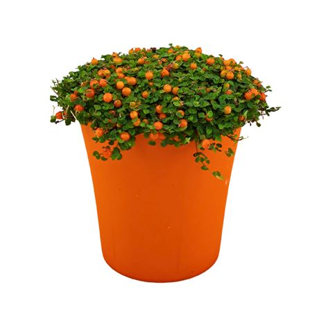 Nertera Granadensis Astrid In Pot Orange