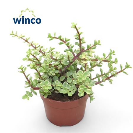 Crassula Afra Variegata