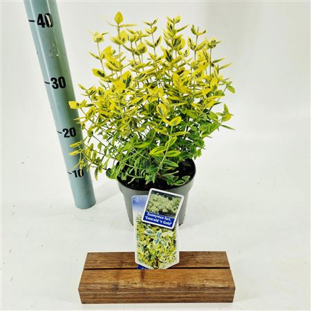 Euonymus Fort Emerald Gold