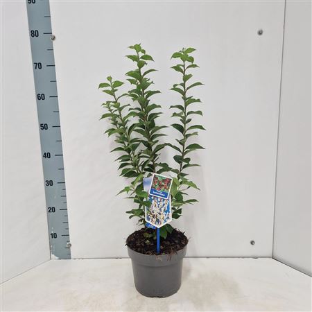 Prunus Tomentosa