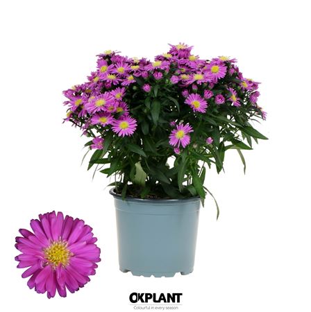 Aster Starletta Serie Pink