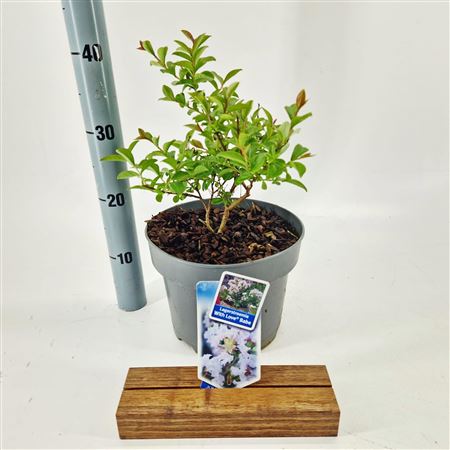 Lagerstroemia Indica With Love Babe