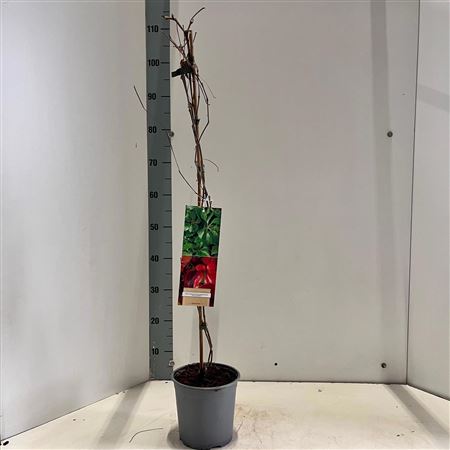 Parthenocissus Quin Engelmanii On Stick
