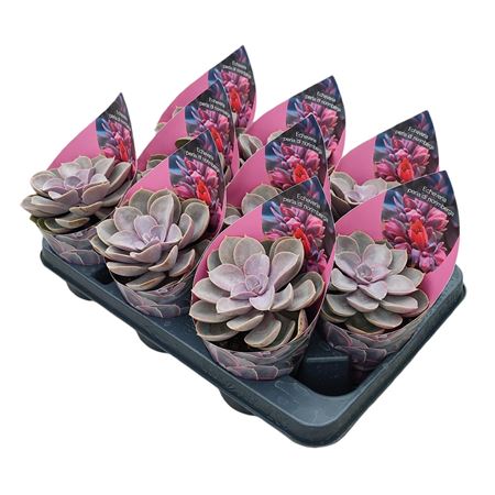 Echeveria Perle Von Nurnberg Potcover