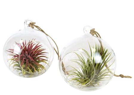 Tillandsia Glas Hangbol Medium