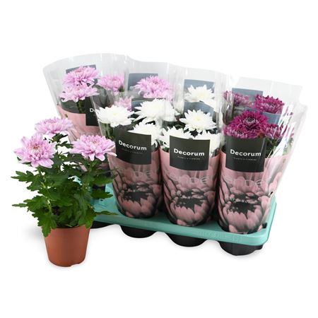 Chrys Zembla Mix Pink-purple-white 3pp (decorum)