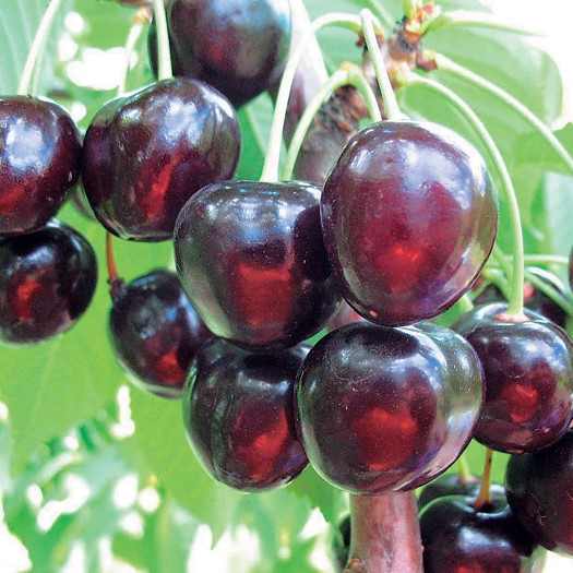 Черешня Любимица Астахова в тубе