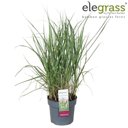 Panicum Virgatum Cheyenne Sky