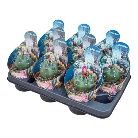 Echinocereus Knippelianus Potcover