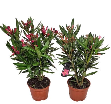 Nerium Oleander Bush