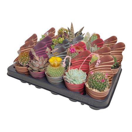 Cactus And Succulent Mix Potcover