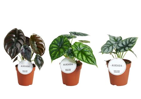 Alocasia Mix