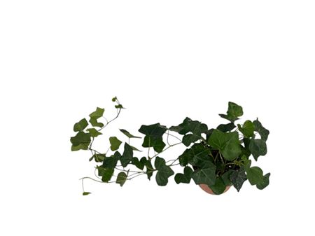 Hedera Hibernica