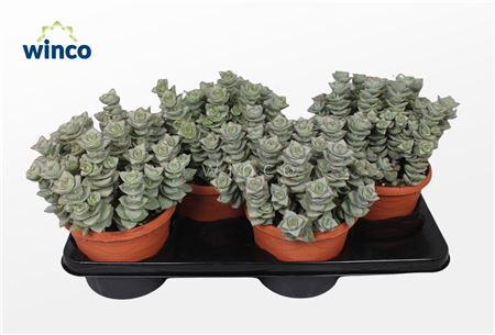 Crassula Perforata Azul