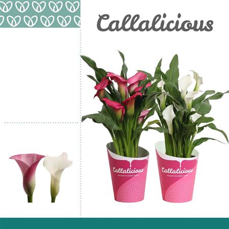 Zantedeschia Pink-white Mix In Potcover
