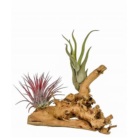 Tillandsia Hout Small