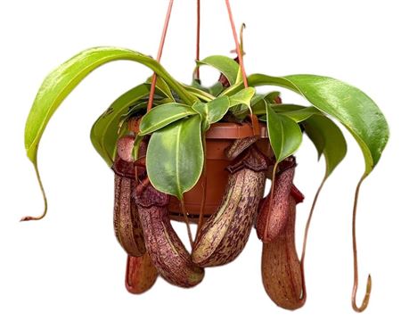 Nepenthes Monkey Jars Rob