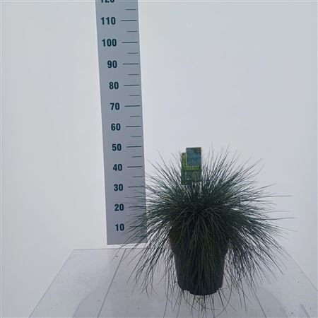 Festuca Glauca Elijah Blue