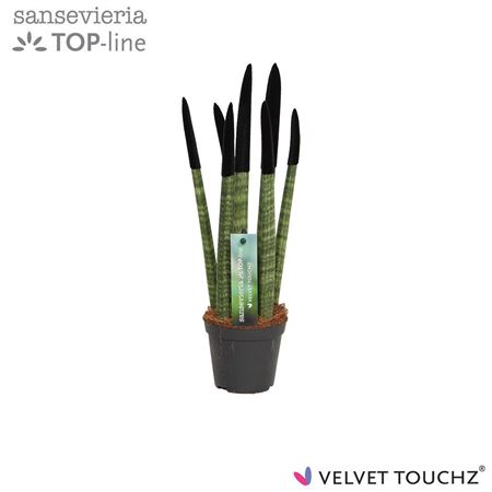 Sansevieria Velvet Touchz Black