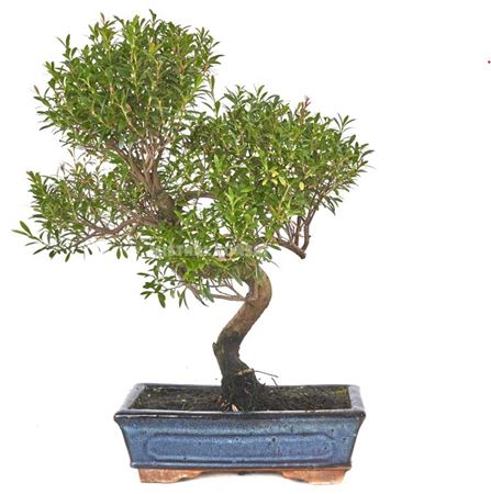Bonsai Syzygium Buxifolium S-shape