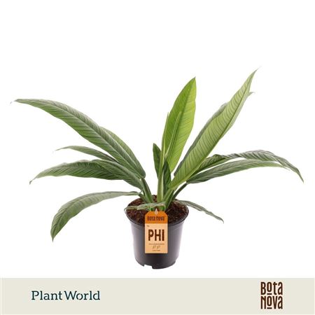 Philodendron Campiii