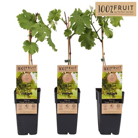 Vitis Vin Vroege Van Der Laan
