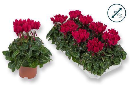 Cyclamen Compact Wine Red