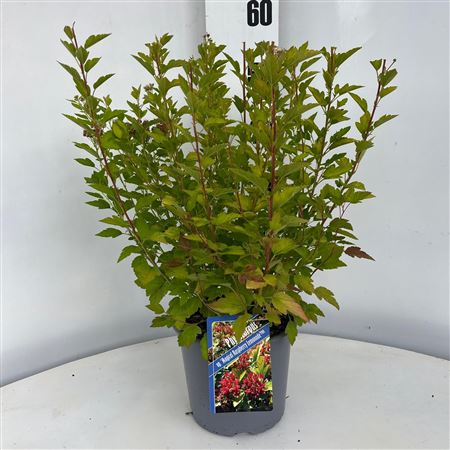 Physocarpus Op Raspberry Lemonade