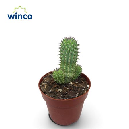 Hoodia Gordonii