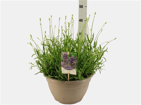 Lavandula Angustifolia Dwarf Blue
