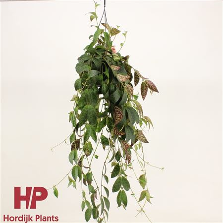 Aeschynanthus Marmoratus Hanging Pot