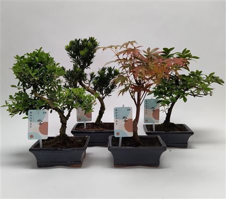 Bonsai Mix Outdoor