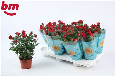 Rosa Hot Jewel (bm)