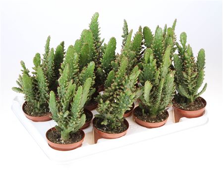 Opuntia Monacantha