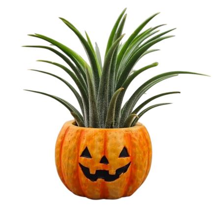 Tillandsia Pumpkin Small