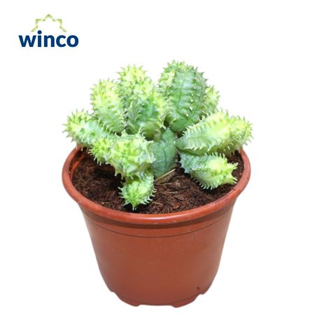 Euphorbia Pseudoglobosa Variegata