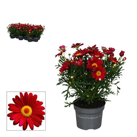 Argyranthemum Red
