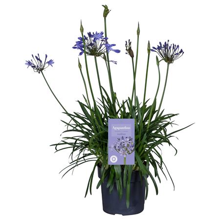 Nolina Agapanthus Ø 24 . Summer Lovetm Blue In B