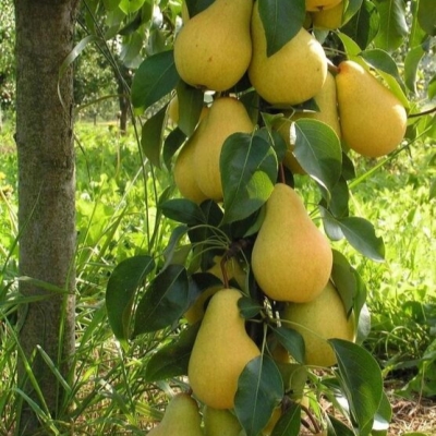 Груша обыкновенная Декора колоновидная в тубе