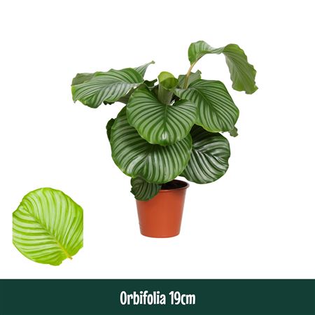 Calathea Orbifolia Living