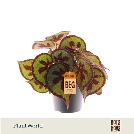 Begonia Masoniana Mountain