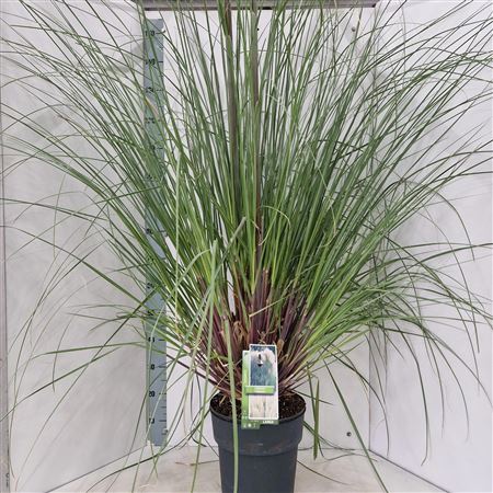 Cortaderia Selloana