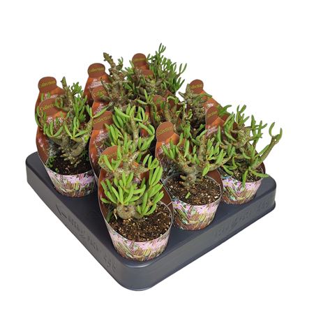 Tylecodon Bucholzianus Potcover