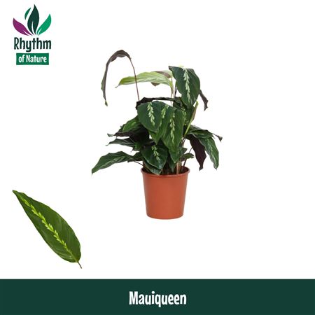 Calathea Mauiqueen Rhythm Of Nature